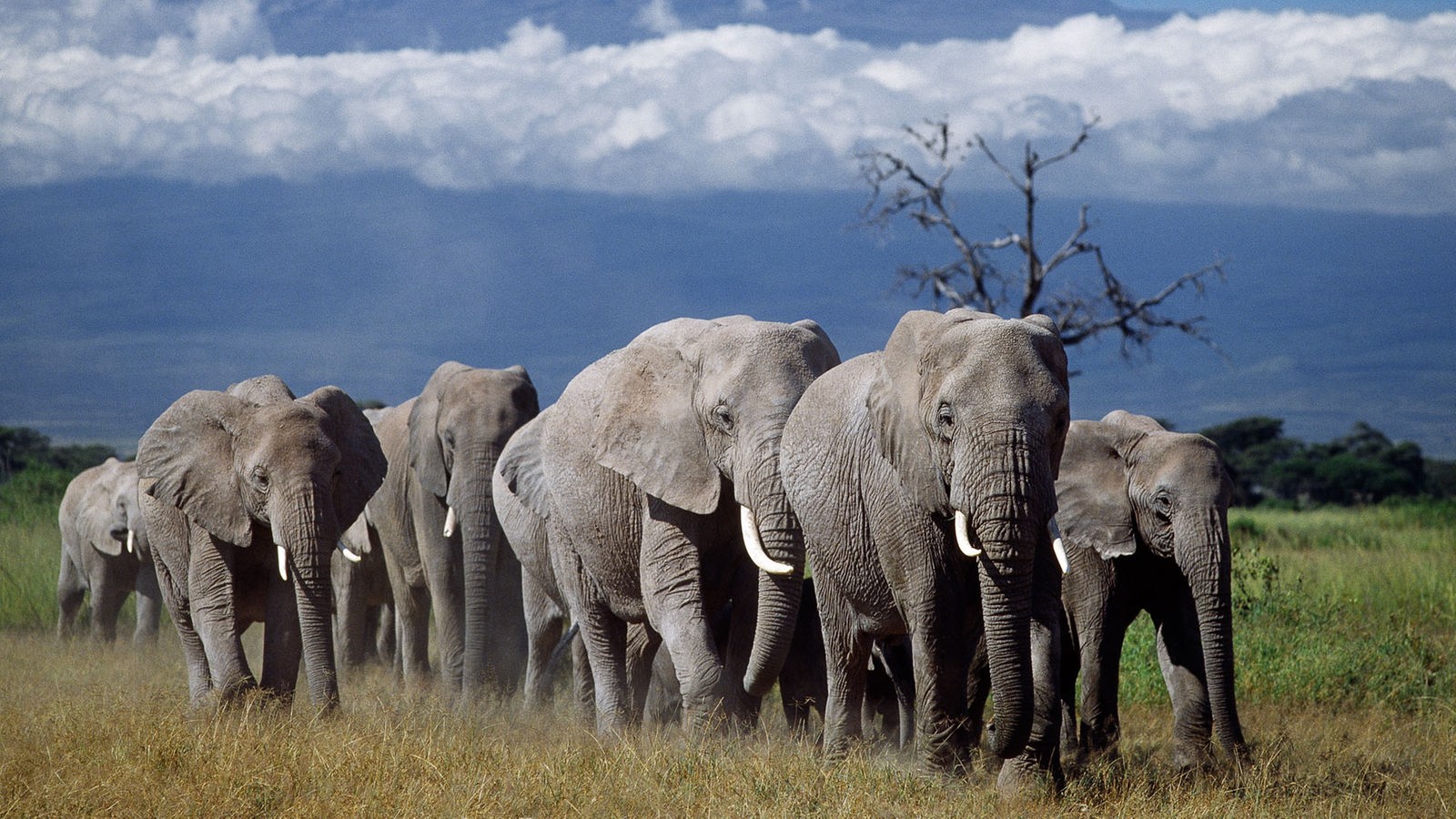 Elefanten Bilder