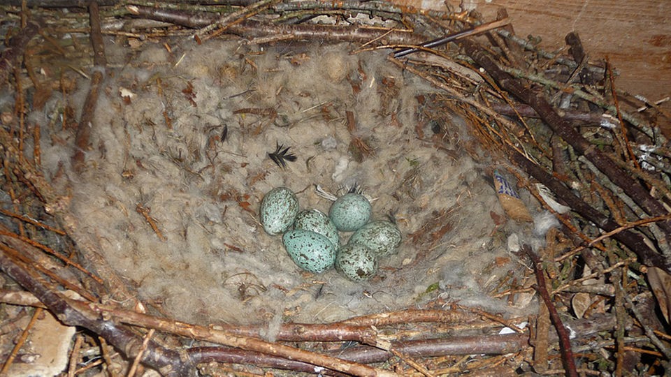 Rabeneier im Nest sind klein und oval wie diese Schokoeier, die man zur Osterzeit essen kann. 