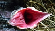 Rabenküken haben einen grell leuchtenden Rachen, was für die Eltern die Signalwirkung: "Hunger!" hat.