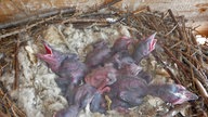 Frisch geschlüpfte Rabenküken im Nest. Das Nest ist mit einem flauschigen Material ausgekleidet, dass an Watte erinnert. Die kleinen Raben haben die Augen geschlossen und machen einen noch unfertigen Eindruck.