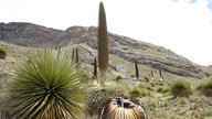 "Puya raymondii", die größte Staude der Welt.