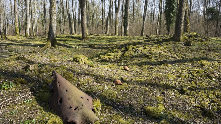 Ein früheres Schlachtfeld, das inzwischen von Moos und Bäumen überwachsen ist | Bildquelle: imago/Reporters Ein früheres Schlachtfeld, das inzwischen von Moos und Bäumen überwachsen ist