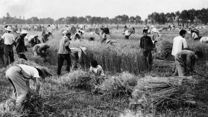 Schwarzweiß-Foto: Zahlreiche chinesische Bauern auf einem Feld