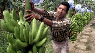 Ein kolumbianischer Farmer bereitet Bananenstauden zum Abtransport vor.