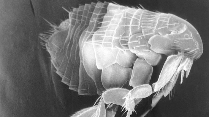 Nahaufnahme Floh. | Bildquelle: Centers of Disease Control / PHIL_240 Nahaufnahme Floh.