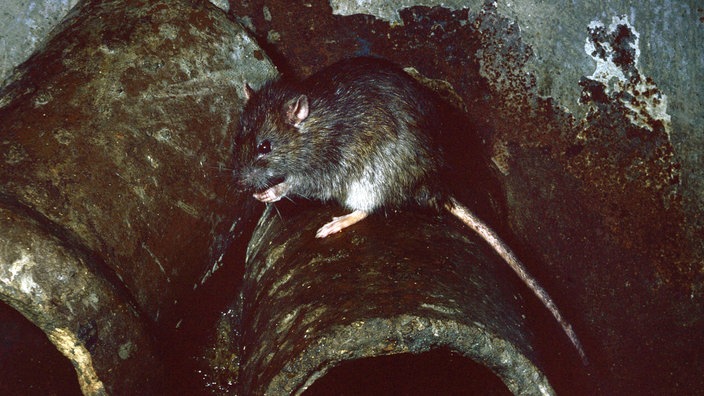 Ratte auf einem Rohr. | Bildquelle: imago Ratte auf einem Rohr.