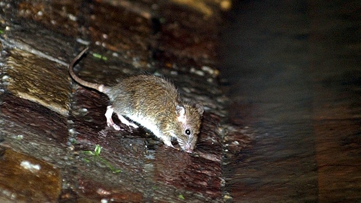 Ratte in der Kanalisation. | Bildquelle: dpa Ratte in der Kanalisation.
