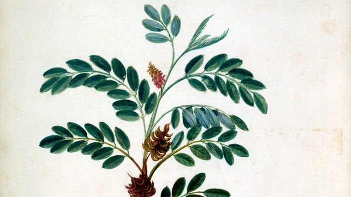 Zeichnung einer Indigo-Pflanze