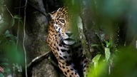 Ein Jaguar im Dickicht