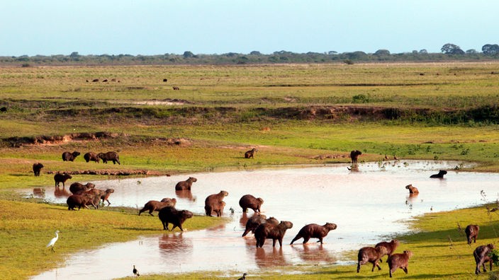 Capybaras an einem Wasserloch in den Llanos