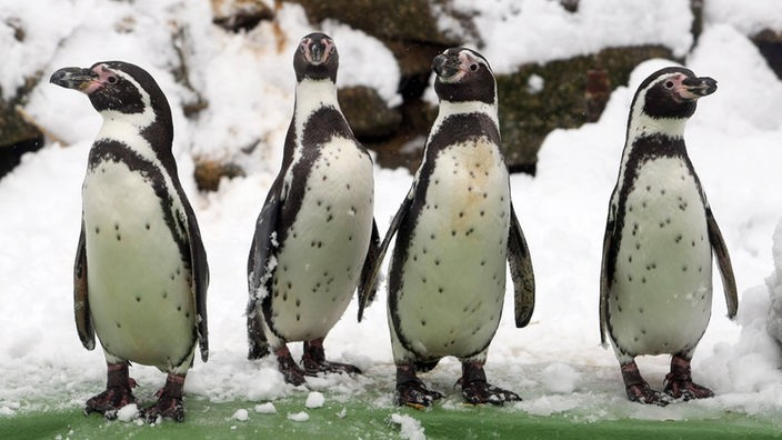 Vier Humboldt-Pinguine