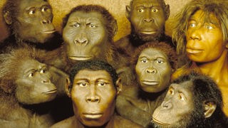Rekonstruierte Köpfe verschiedener menschlicher Vorfahren
