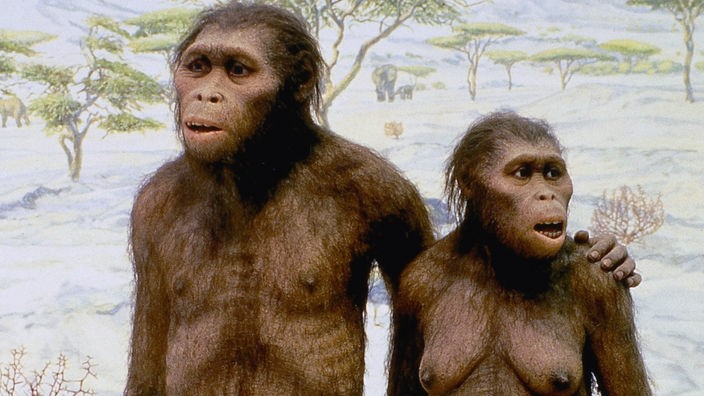 Das Modell des Urmenschen Australopithecus afarensis