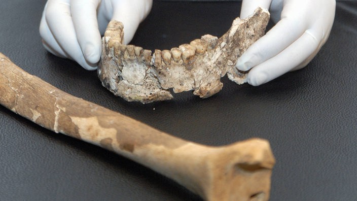 Knochen und Gebiss eines Neandertalers