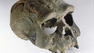 Schädel eines Homo erectus