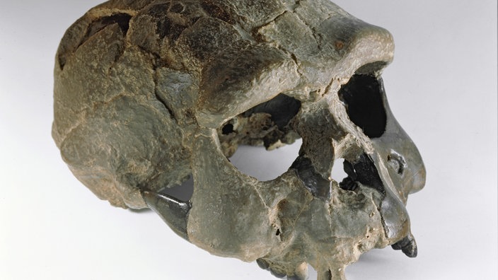 Schädel eines Homo erectus | Bildquelle: AKG/Erich Lessing Schädel eines Homo erectus