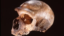 http://www.planet-wissen.de/geschichte/urzeit/der_neandertaler/neandertaler-schaedel100~_v-ARDAustauschformat.jpg