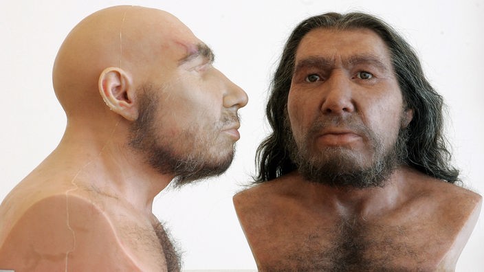 Zwei Nachbildungen eines Neandertalers