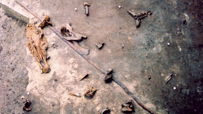 Ein rund 400.000 Jahre alter Holzspeer liegt zwischen Knochenresten bei einer archäologischen Grabungsstätte in der Nähe des niedersächsischen Ortes Schöningen.