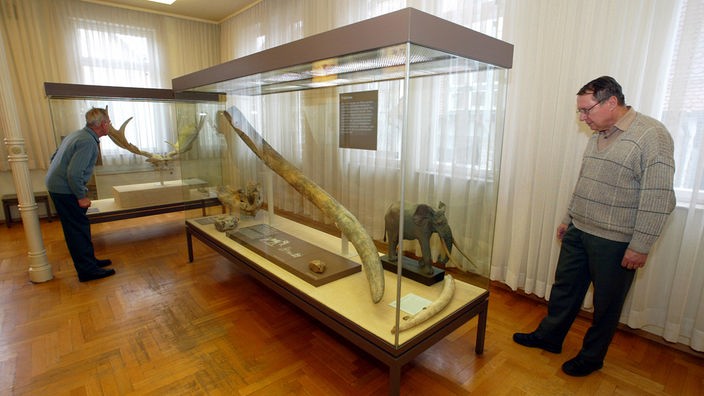 Im Urmensch Museum in Steinheim an der Murr betrachten zwei Besucher den bei Steinheim gefundenen Stoßzahn und Knochen eines Waldelefanten.
