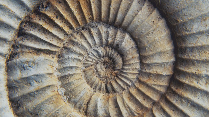 Ein Ammonit.