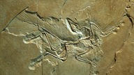 Fossil eines Flugsauriers