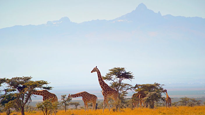 Giraffen in Savannenlandschaft vor Bergen