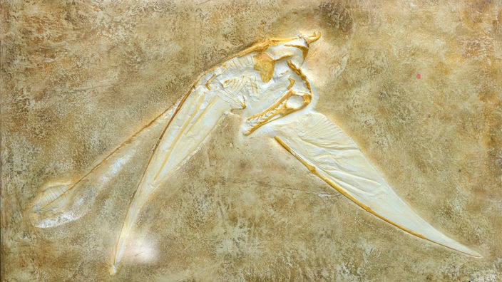 Versteinerung eines Langschwänzigen Flugsauriers (Rhamphorhynchus muensteri)