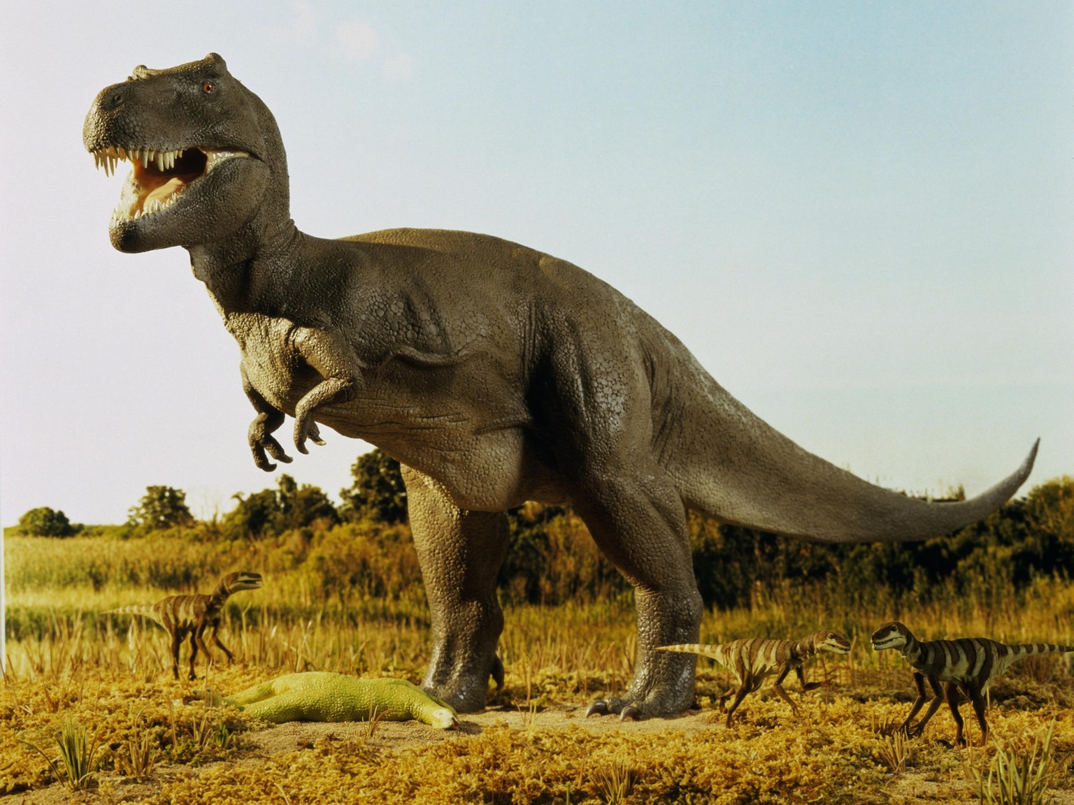 Duft Verrückt MorseCode dinosaurier fotos Wissenschaft Über Mathematik