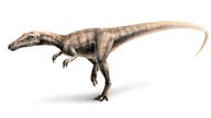Die Zeichnung eines 75 Zentimeter langen Sauriers, der zur Gruppe Coelurosaurier gehört.