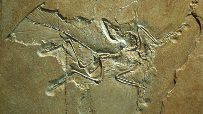 Ein versteinerter Archaeopteryx 
