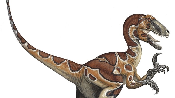 Zeichnung eines Utahraptors | Bildquelle: WDR / mauritius images Zeichnung eines Utahraptors