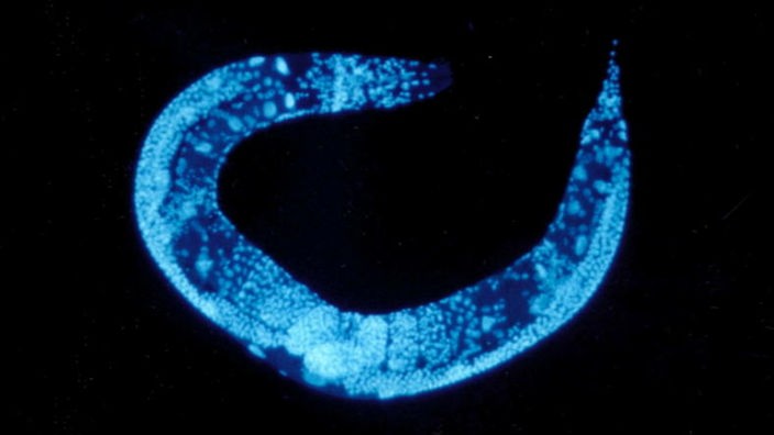 Fadenwürmer ohne Keimzelle leben länger
