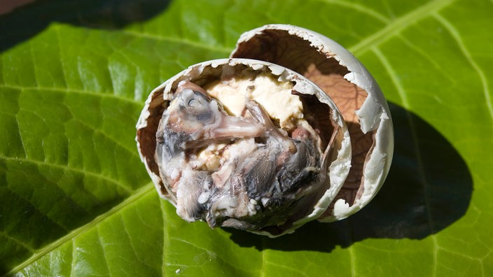 Geöffnetes Ei mit einem Enten-Embryo darin.
