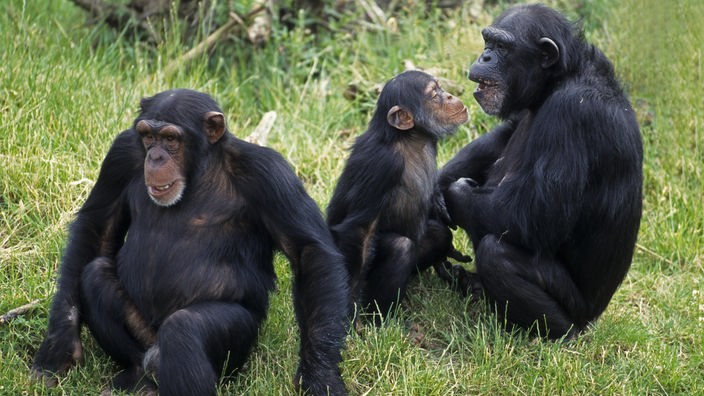 Drei Schimpansen (davon ein Jungtier) kommunizieren.