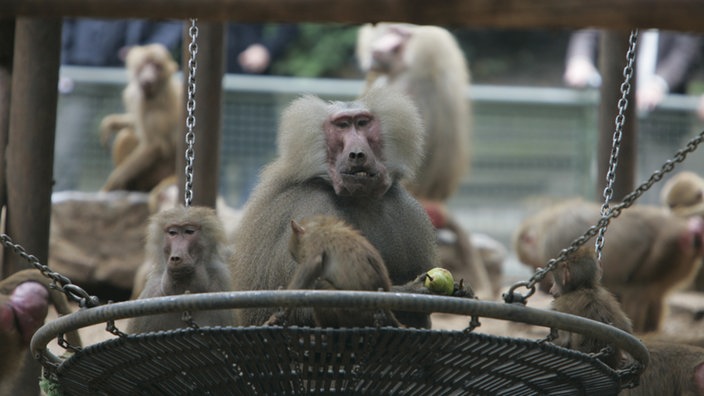 Mantelpaviane im Zoo | Bildquelle: WDR / Thomas Brill Mantelpaviane im Zoo