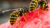 Zwei Wespen auf einer Wassermelone.