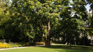 Götterbaum in einem Park.