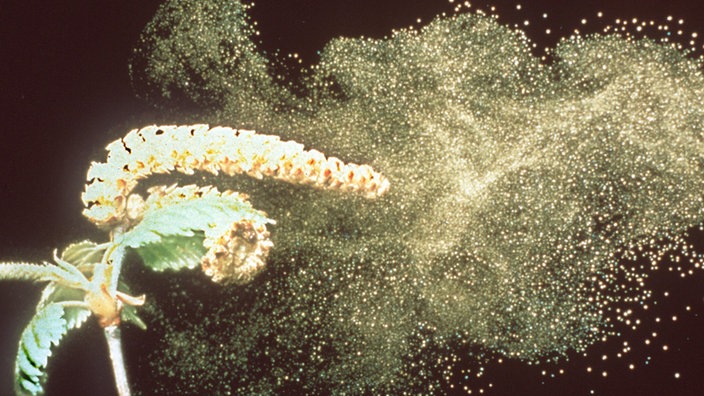 Stark vergrößerte Aufnahme von fliegenden Birkenpollen. | Bildquelle: dpa Stark vergrößerte Aufnahme von fliegenden Birkenpollen.
