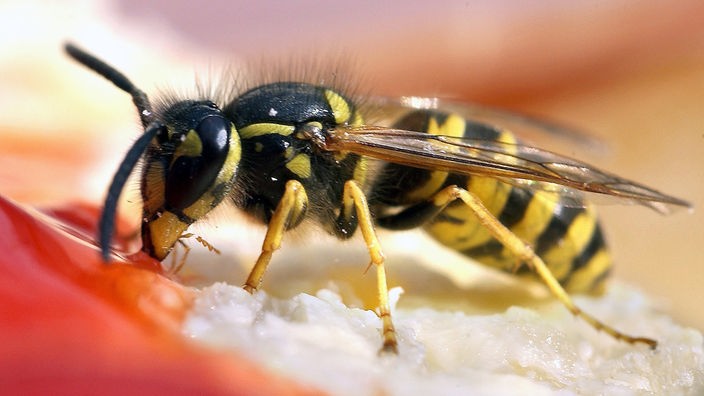 Eine Wespe nascht Erdbeerkonfitüre auf einem Brötchen.