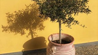 Olivenbäumchen vor einer gelben Wand.