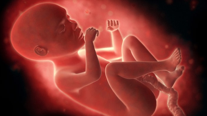 3D-Aufnahme eines menschlichen Fötus in der Gebärmutter