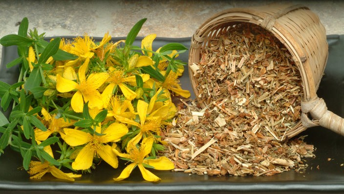 Das Bild zeigt die gelben Blüten der Johanniskrautpflanze.