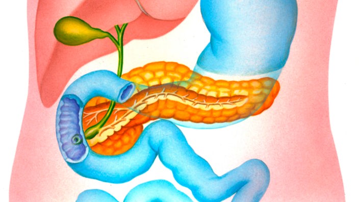 farbliche Zeichnung der Bauchspeicheldrüse.