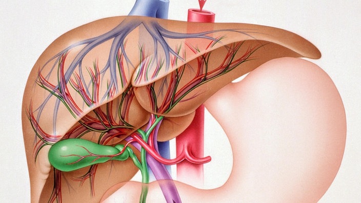 Grafik einer Leber mit Venen und Arterie | Bildquelle: Mauritius Images Grafik einer Leber mit Venen und Arterie
