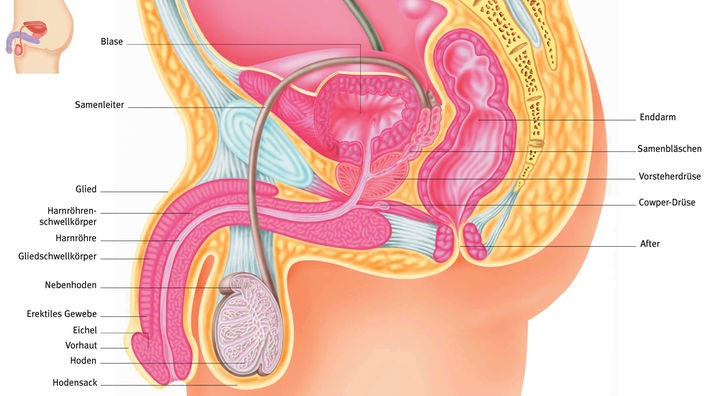 Bunte Grafik eines männlichen Unterleibs. Das erektile Gewebe befindet sich auf der Oberseite des Penis.