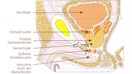 Die Abbildung zeigt einen Querschnitt durch das männliche Becken mit Lage der Prostata, Harnblase und der Harnröhre.