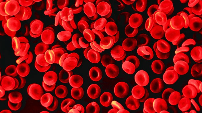 Rote Blutkörperchen, durch ein Elektronenmikroskop betrachtet.