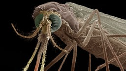 Mikroskopaufnahme einer Anopheles-Mücke
