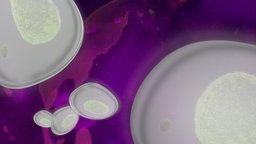 Grafische Darstellung des Malaria-Erregers "Plasmodium falciparum"